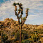 How Desert Plants Adapt to Harsh Environments (August 2024)