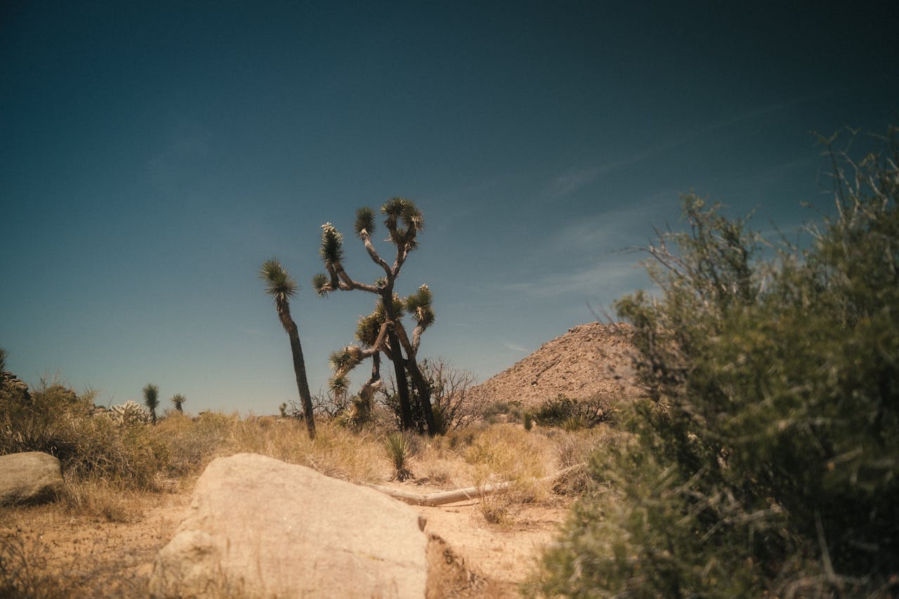 Desert Plants Adapt