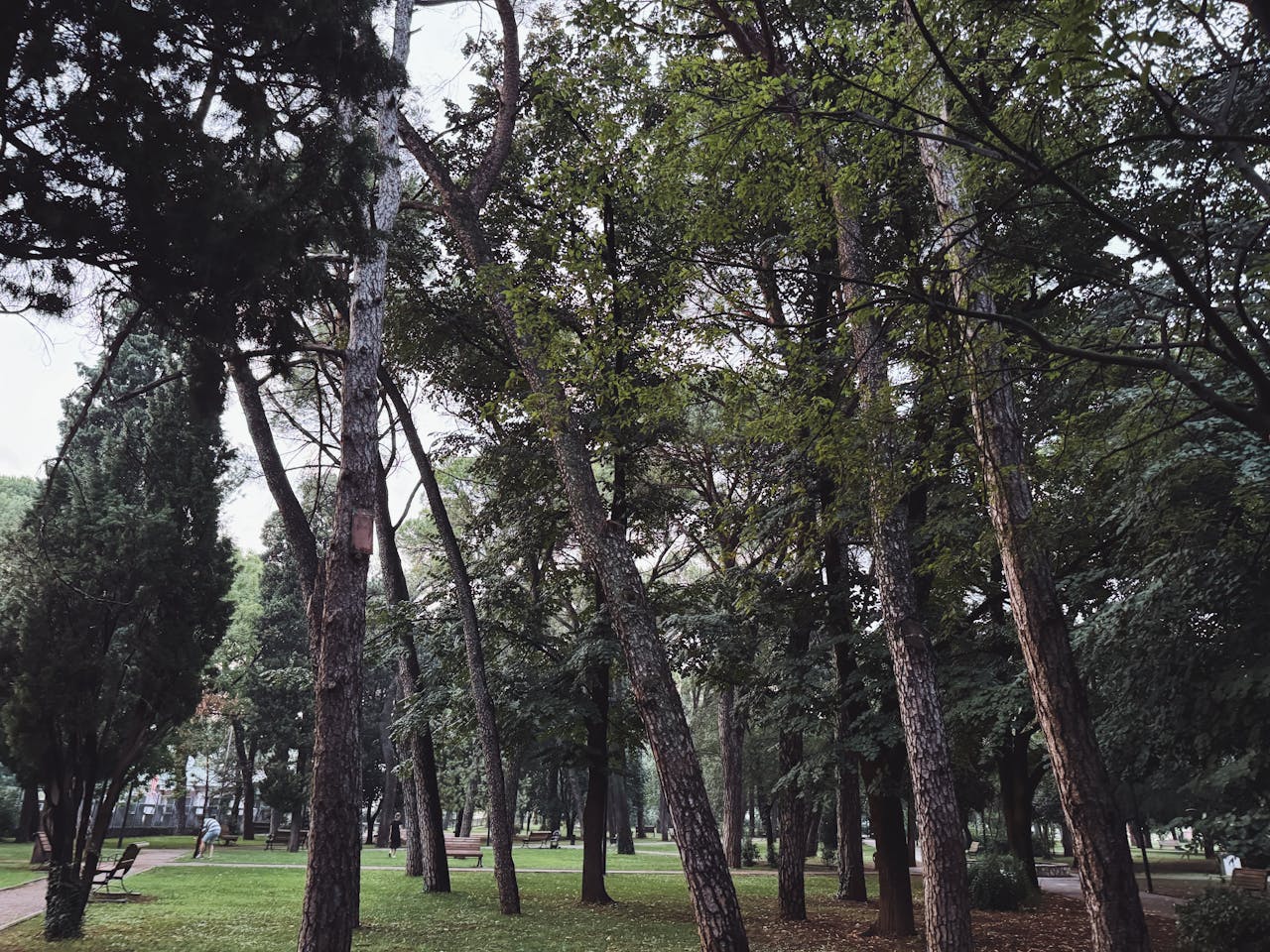 A forest or tree-heavy landscape