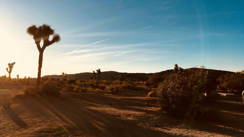 Desert Plants