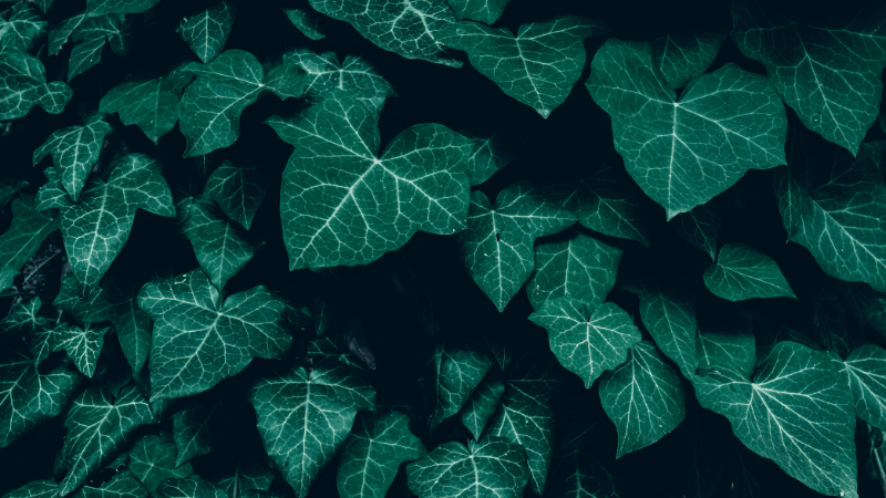 English Ivy (Hedera helix)