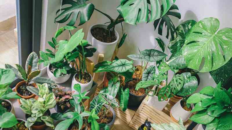 Green Living The Benefits of Indoor Plants