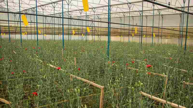 Greenhouse Gardening for Sustainability.