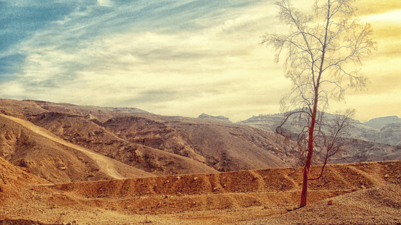 beauty of desert plant