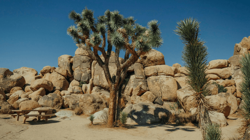 Joshua Tree