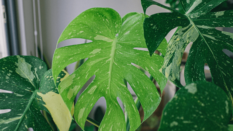 Monstera Deliciosa