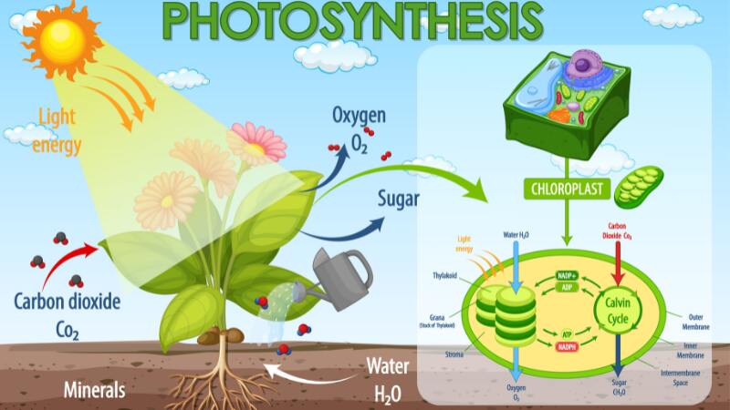 Photosynthesis in Action