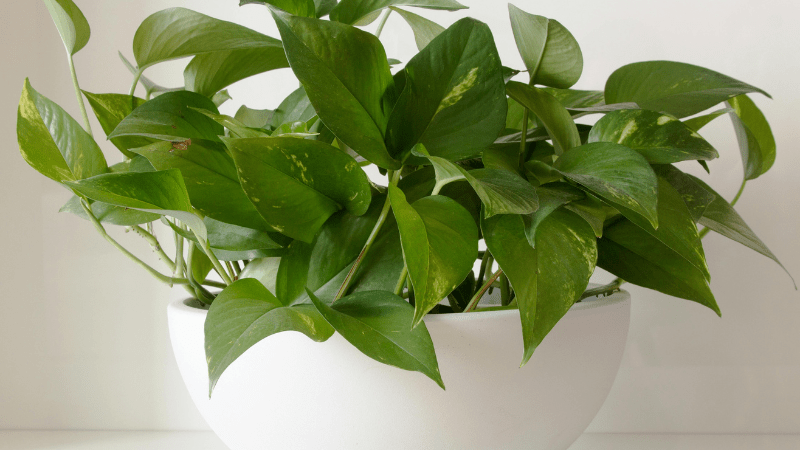 Pothos Plant