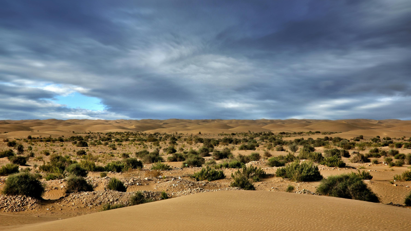 Understanding Desert Environments