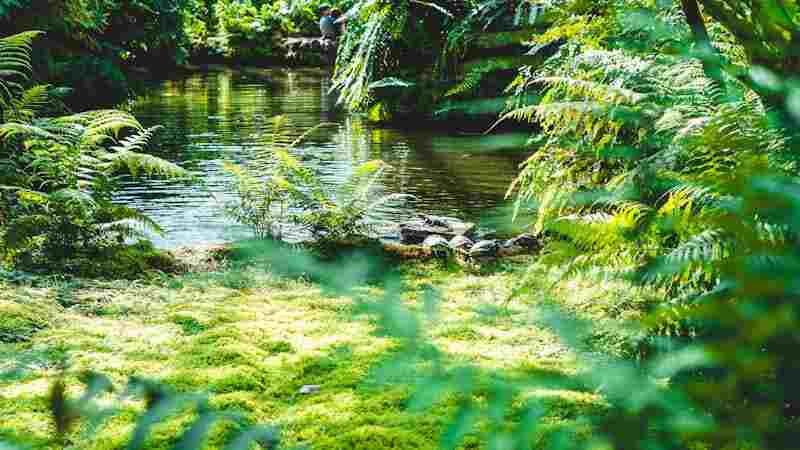 Water to Land The Evolution of Plants