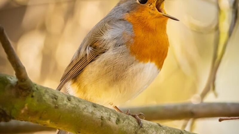 birds in a peaceful forest.