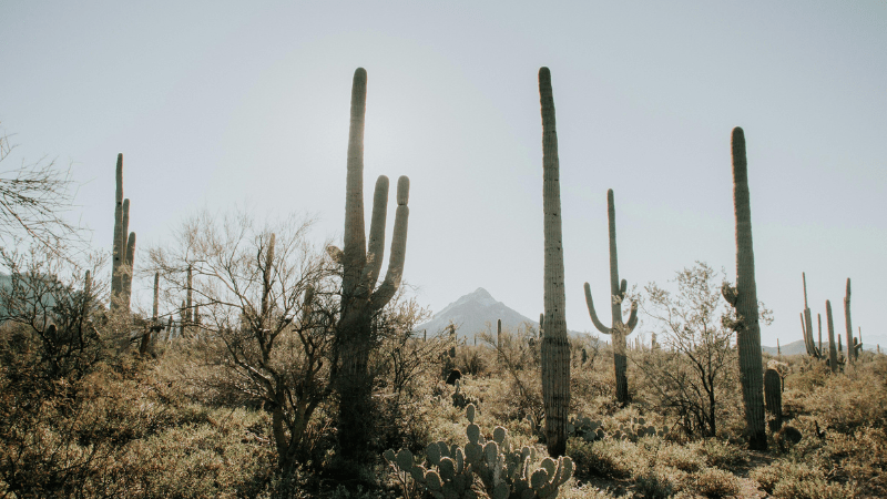 cacti in desert