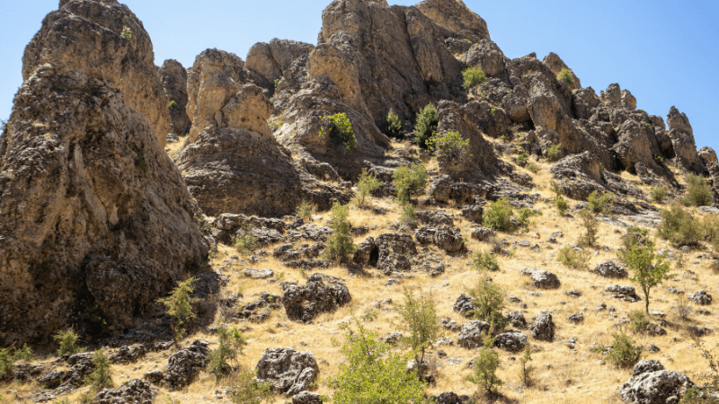 desert vegetation