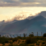 Glimpse of Desert Plants