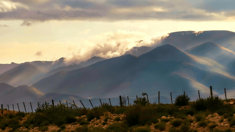 Glimpse of Desert Plants