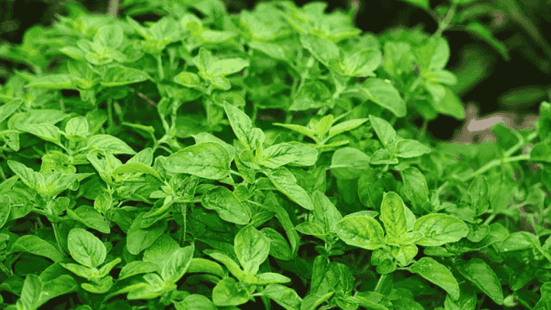 Herb leaves