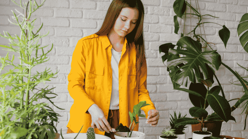 image showing someone cleaning faux plants