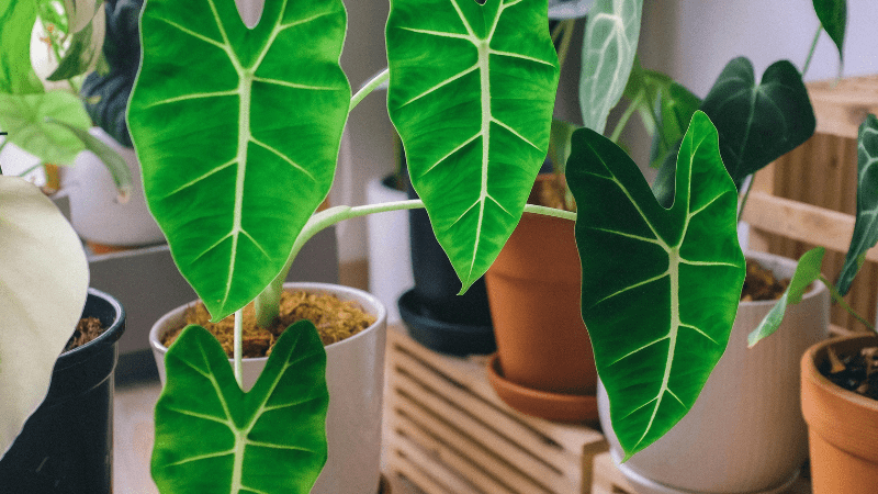 Indoor Plants