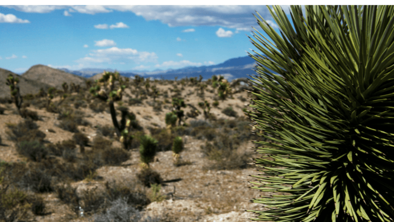 interesting desert plants