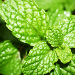 Medicinal Plants peppermint