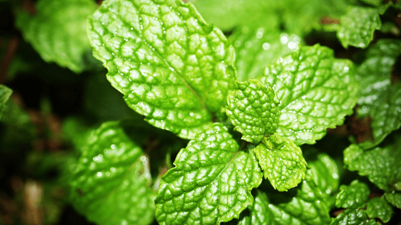 Medicinal Plants peppermint