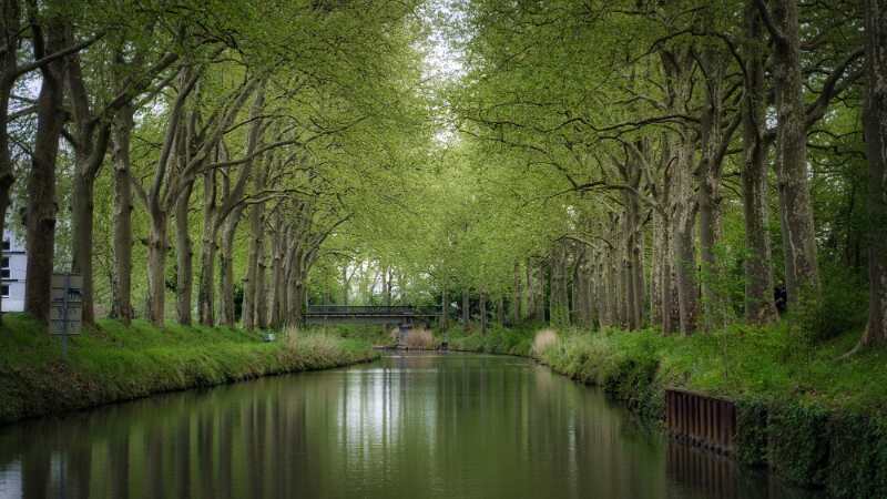 rain gardens or wetlands