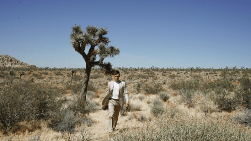 role desert plant in ecosystem