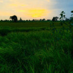 The Green World A Lush Forest Ecosystem