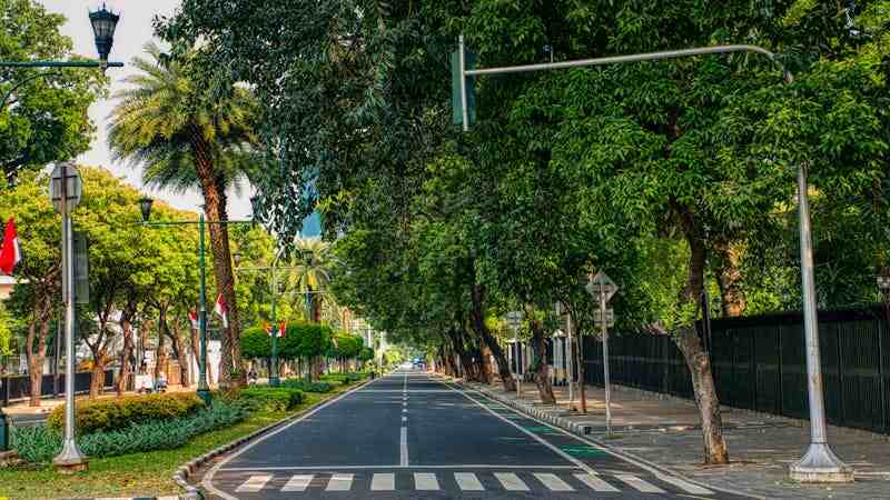 trees lining a city street an urban garden