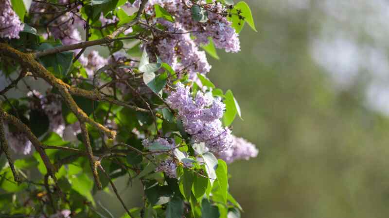 willow tree and rosy periwinkle