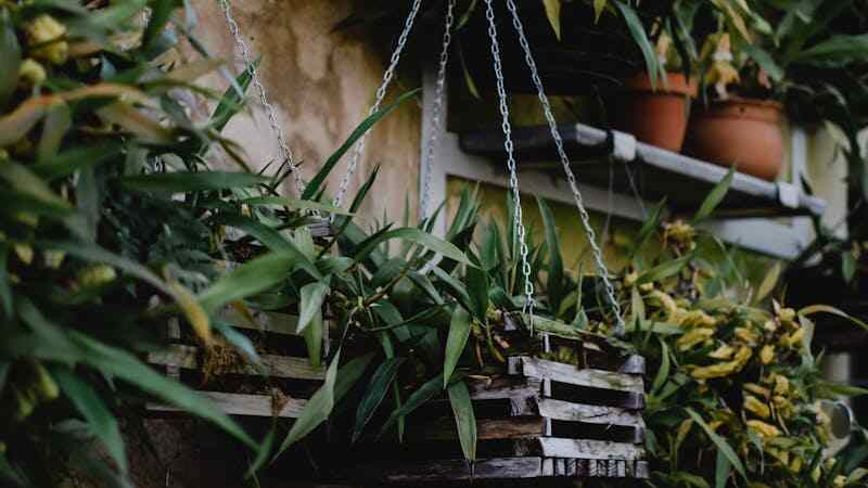  A wall-mounted vertical garden with various plants