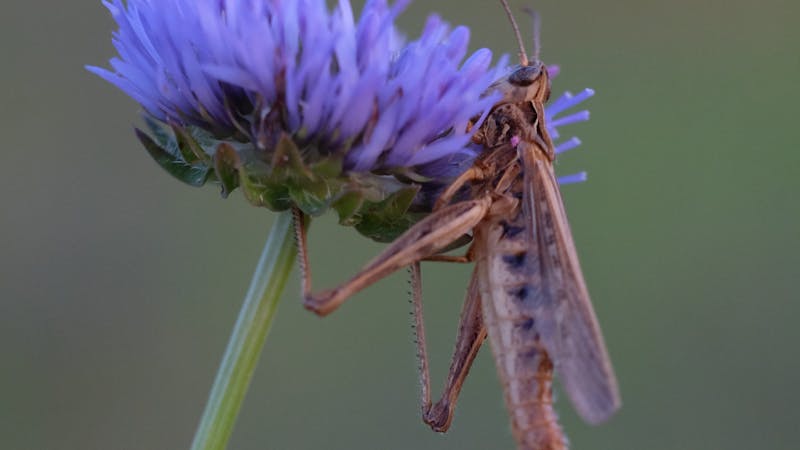 Flowers that attract bees and butterflies