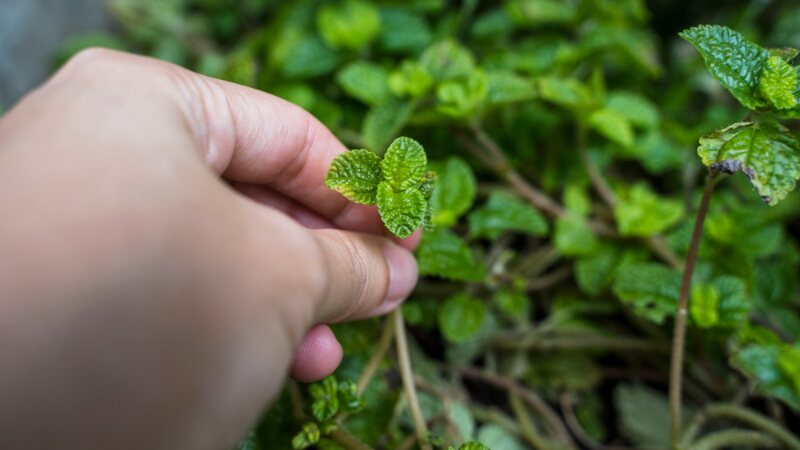 Fresh Herbs at Your own Gardening