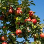 Fruit-Bearing Trees