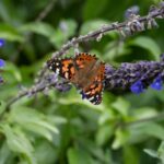 Maintaining a wildlife-friendly garden