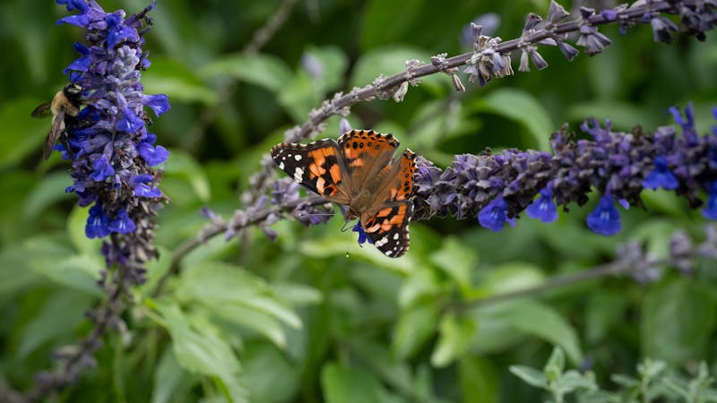 Maintaining a wildlife-friendly garden