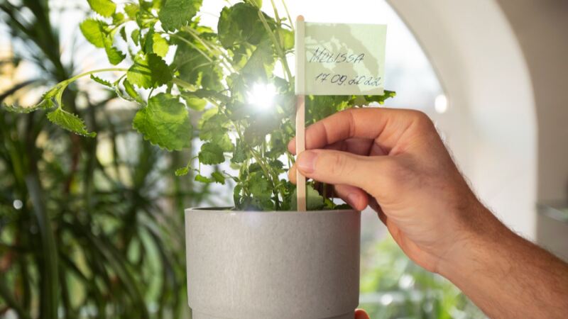 Sunlight Preferences for Different Plants