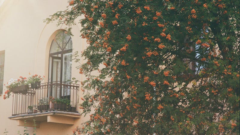 Thriving Balcony Garden Year-Round