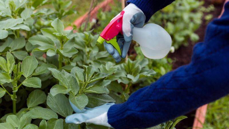 Watering your edible greens