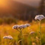 Yarrow Flower