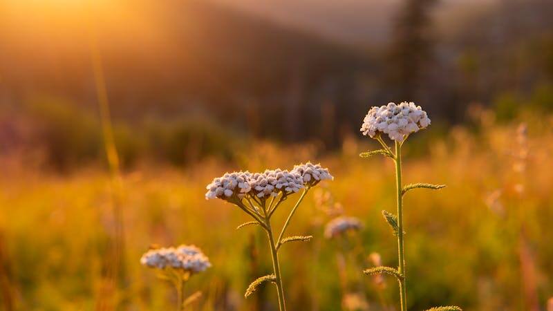 Yarrow Flower