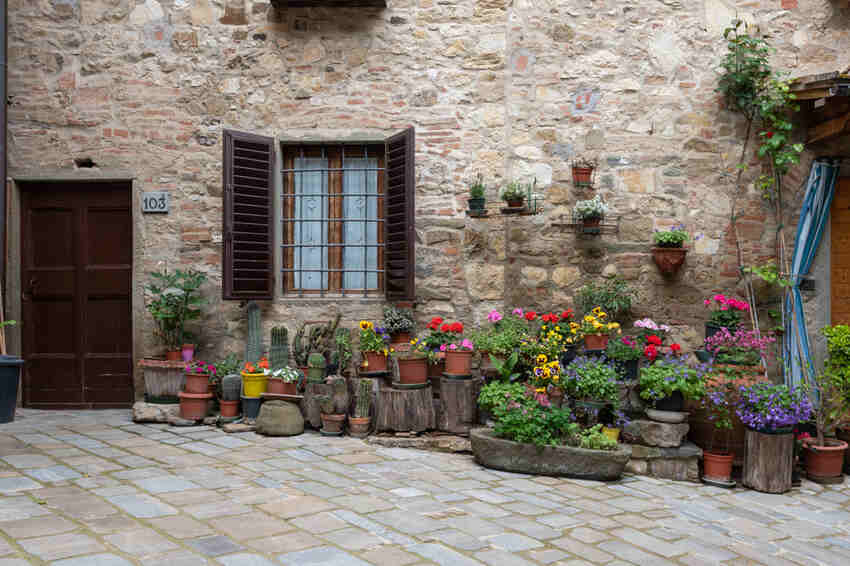 cacti, in their ideal conditions