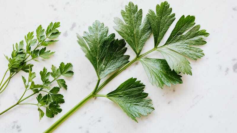 parsley