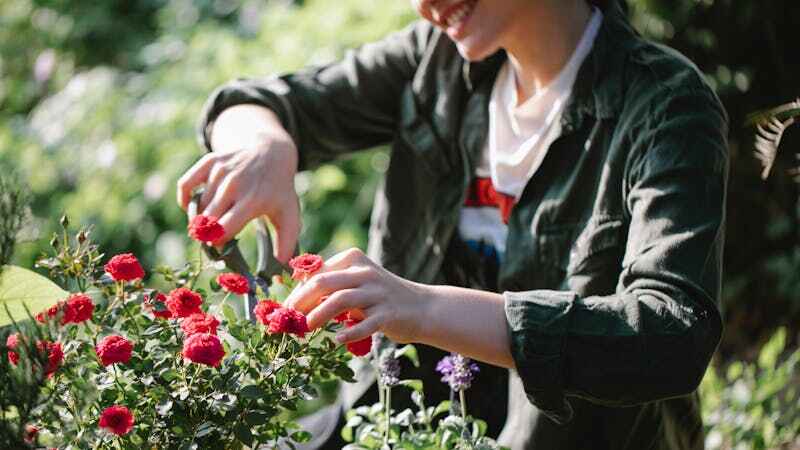 plant being pruned and deadheaded