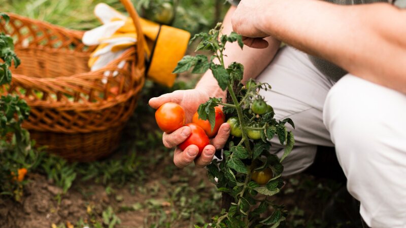 raised garden bed with vegetables