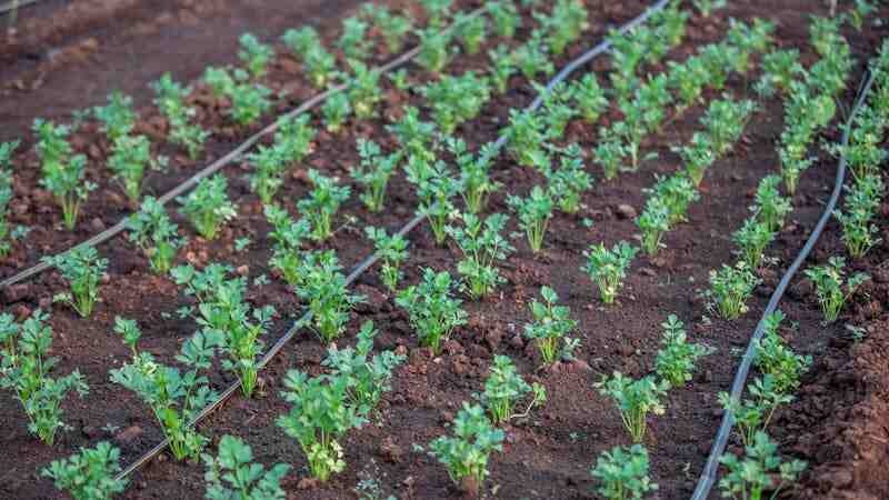 small space garden with a drip irrigation system