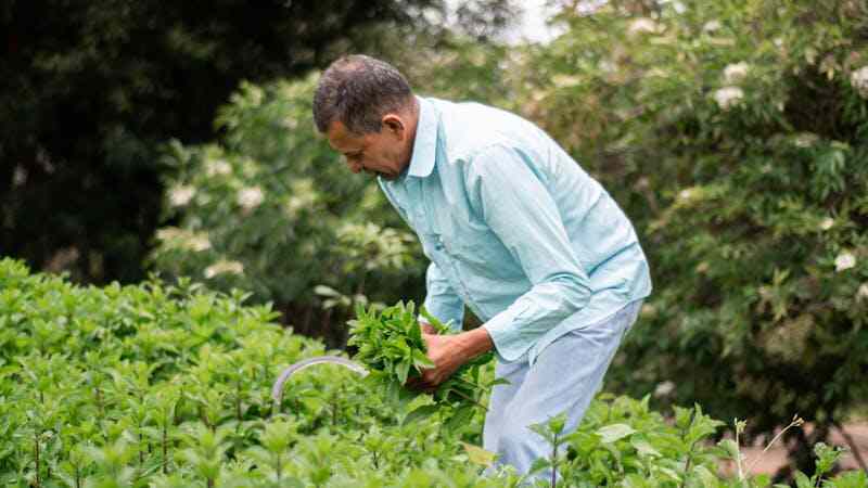 someone pruning a herb plant