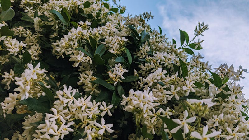 Confederate Jasmine, or Trachelospermum jasminoides