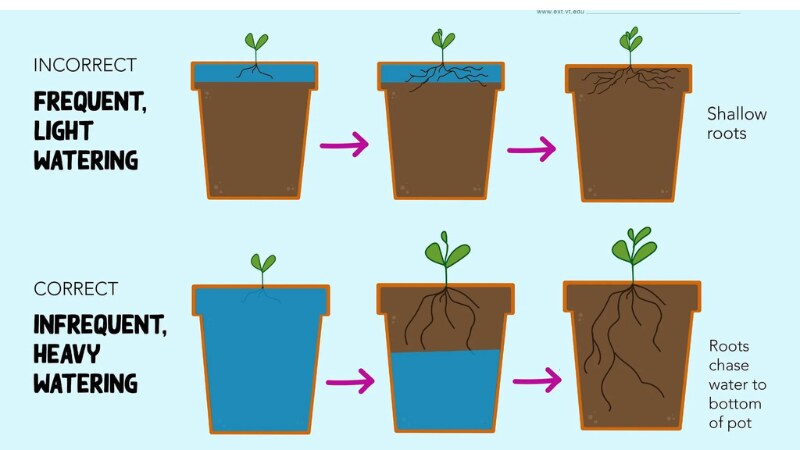 •  Determining the Water Requirements of Various Plants