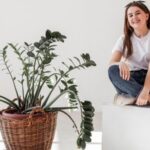 Lush indoor plants that purify your home